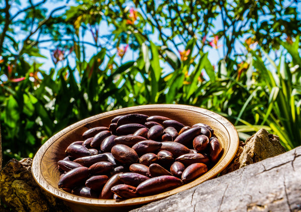 Barunuss, Barunüsse, Baru Nuss, Baru, Noix de Baru, Barunuts, Bio, Vegan, Veganer, Glutenfrei, wildlese, Nährwerte, Proteine, Omega 6, Omega 9, Mineralien, Vitamine, geröstet, Superfood, gute fette, Aminosäuren, Antioxidantien, nachhaltig